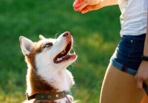 Dog,Motivational,Training.,Trainer,Gives,The,Husky,Dog,A,Reward